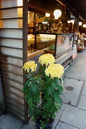 厚物菊鉢の展示