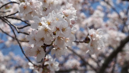 金戒光明寺の桜