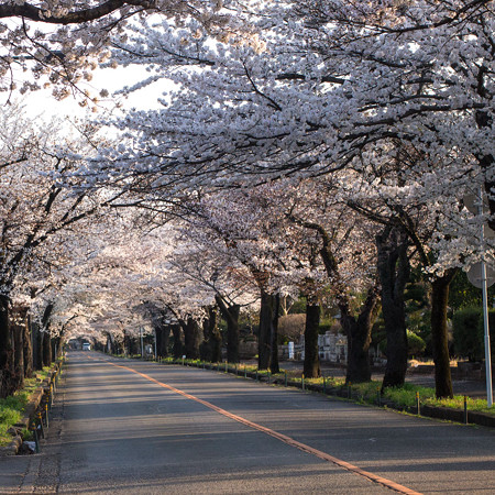永遠に続いている様な桜のトンネル