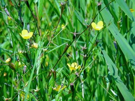 湿地に咲くヒレタゴボウ