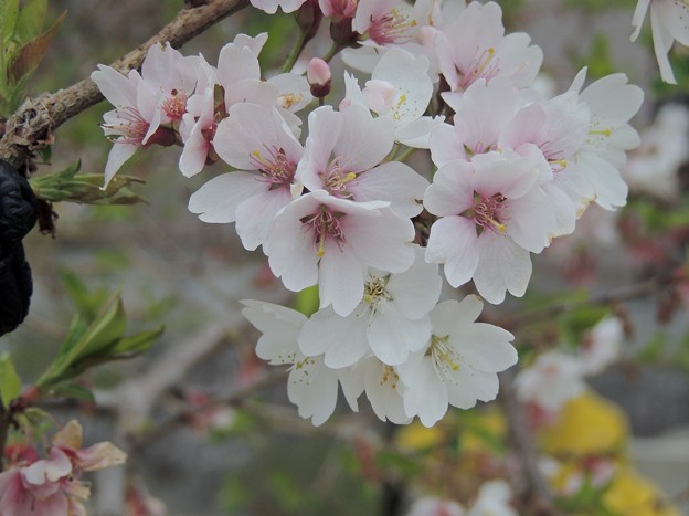 四季桜は春色に咲き分けて～～♪