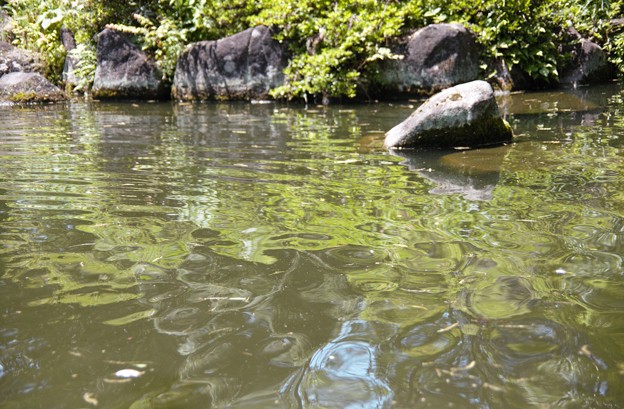 池の水紋