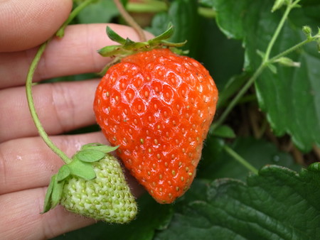 イチゴ栽培 肥料と追肥時期 暇人主婦の家庭菜園 楽天ブログ