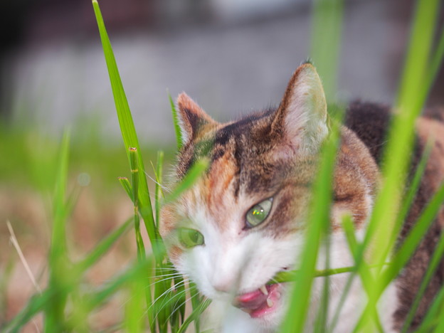 猫と草