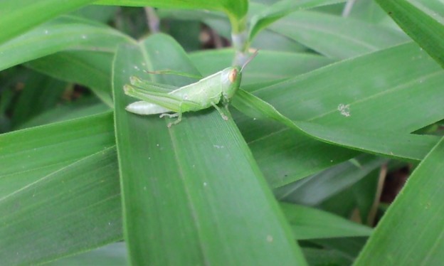 コバネイナゴの幼虫 イナゴ科 ６月２５日 写真共有サイト フォト蔵