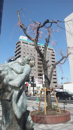 八王子駅入り口の垂れ桜( ３)