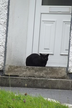 ドアの前の黒ネコ0915