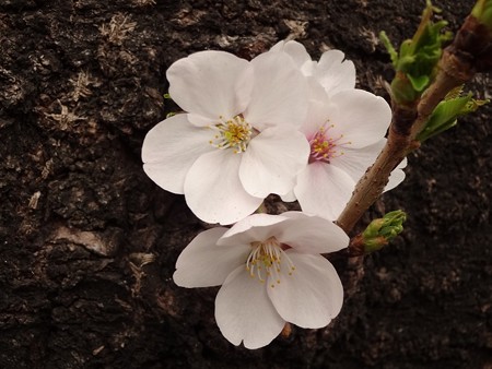 2014.3.26 目黒川の桜
