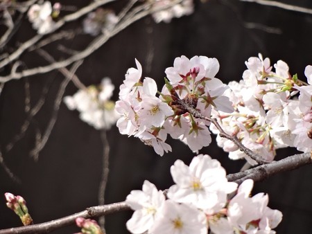 2014.3.29　目黒川の桜