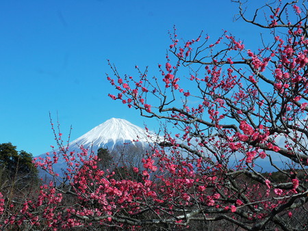 富士山＠岩本山