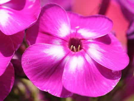 お花を愛でる 21 S Blog フロックス パニキュラータの開花