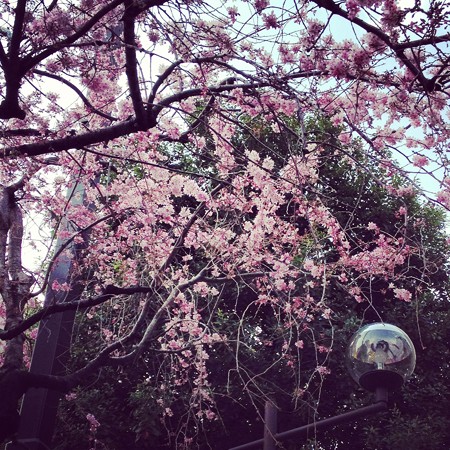 2013-03-19八重しだれ桜