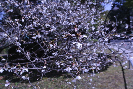 日比谷公園の桜4
